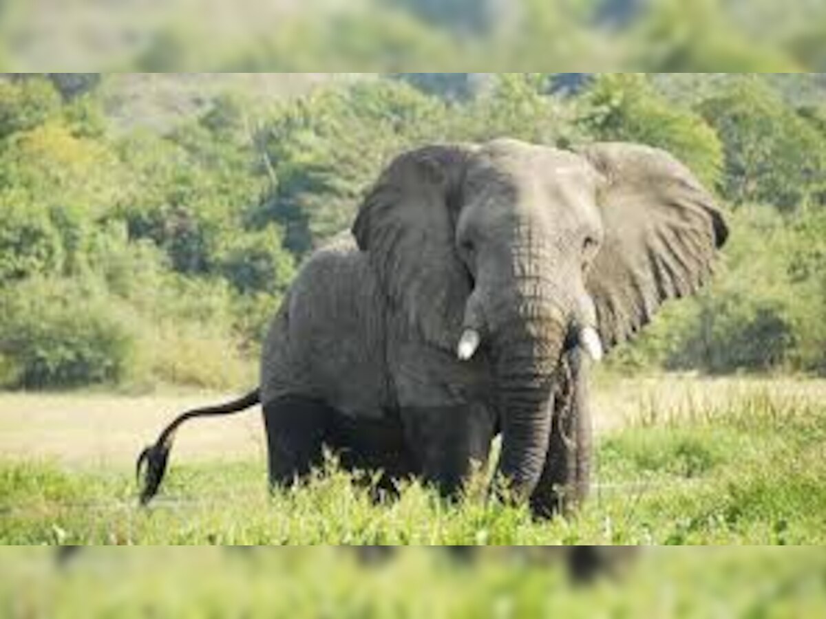 रांची जिले से सटे जंगल रिग्रिआम में गंभीर रूप से, घायल एक हाथी का इलाज करने का प्रयास किया गया.(प्रतीकात्मक तस्वीर)