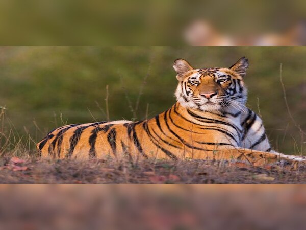 ୮ ବର୍ଷରେ ୭୫୦ ବାଘଙ୍କ ମୃତ୍ୟୁ