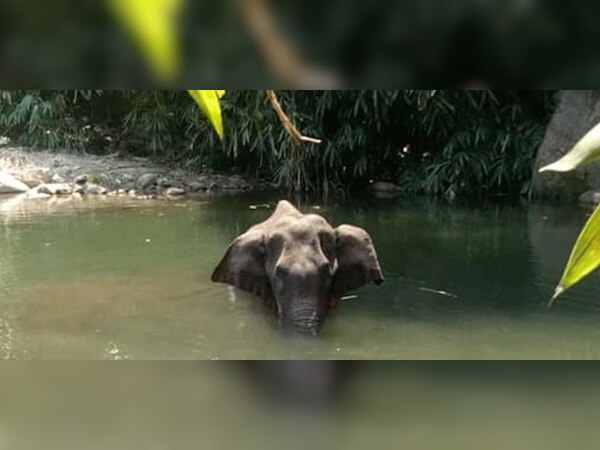 ଗର୍ଭିଣୀ ହାତୀ ହତ୍ୟାକାରୀଙ୍କୁ ଦଣ୍ଡ ମିଳିବ: ପ୍ରକାଶ ଜାଭଡ଼େକର