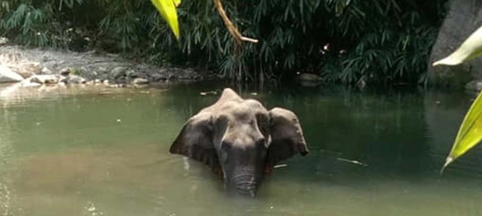 ଗର୍ଭିଣୀ ହାତୀ ହତ୍ୟାକାରୀଙ୍କୁ ଦଣ୍ଡ ମିଳିବ: ପ୍ରକାଶ ଜାଭଡ଼େକର ଗର୍ଭିଣୀ ହାତୀ ହତ୍ୟାକାରୀଙ୍କୁ ଦଣ୍ଡ ମିଳିବ: ପ୍ରକାଶ ଜାଭଡ଼େକର