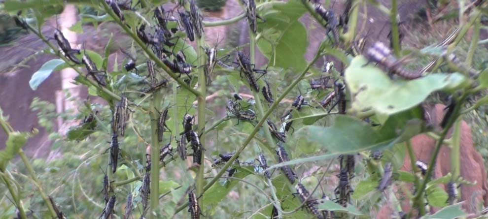 ଓଡ଼ିଶାରେ ପଶିଲେଣି ପଙ୍ଗପାଳ ! ଓଡ଼ିଶାରେ ପଶିଲେଣି ପଙ୍ଗପାଳ !