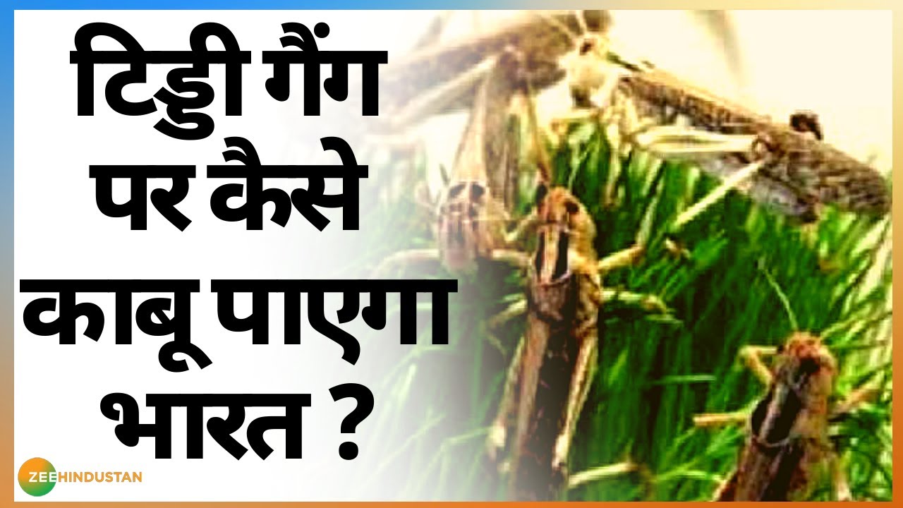 छोटी सी टिड्डी, बड़ा खतरा: जानिए, इस संकट से बचने के लिए क्या है उपाय?