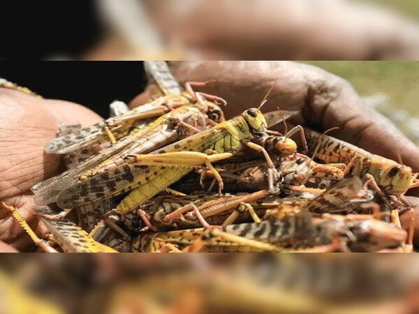 ପ୍ରତୀକାତ୍ମକ ଫଟୋ