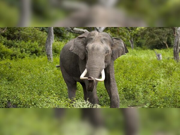 ଗାଁକୁ ପଶି ଆସୁଛନ୍ତି ହାତୀ, ଲୋକେ ଆତଙ୍କିତ 
