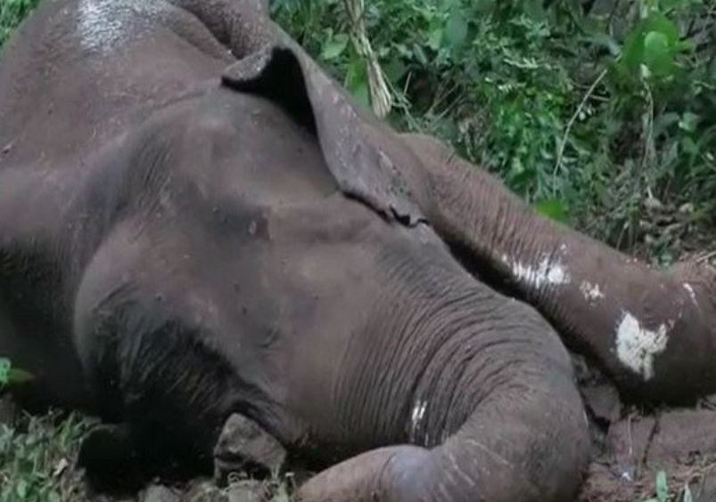 केरल में एक और हाथी की मौत, शरीर पर थे कई घाव