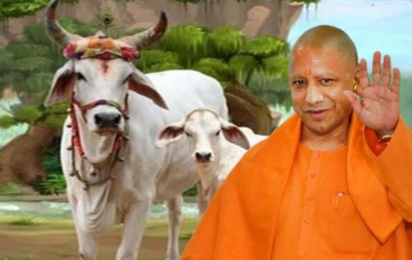 गो-हत्या के खिलाफ CM योगी का क्रांतिकारी कदम! जानिए, इस कानून की जरूरत क्यों थी?