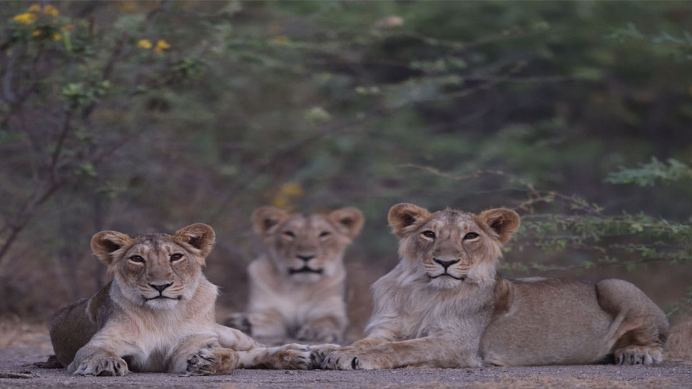lion in hindi with subtitles lion in hindi with subtitles