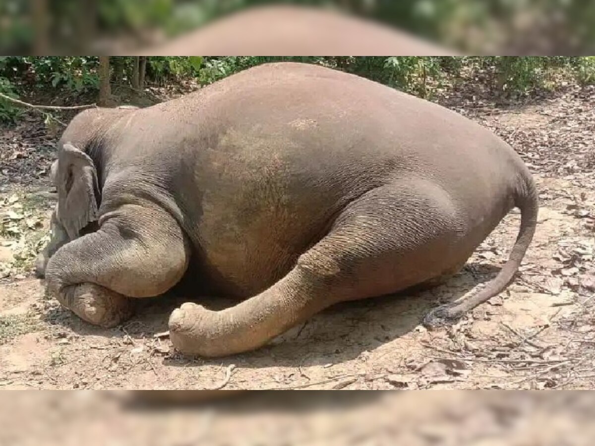 मृतक गर्भवती हथिनी.