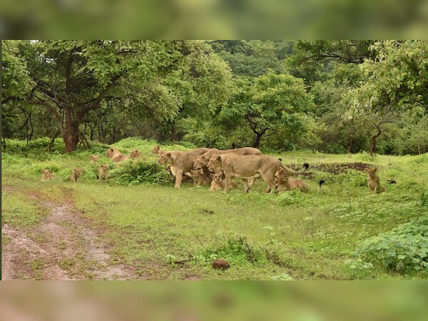 ଗୀର ଜାତୀୟ ଅଭୟାରଣ୍ୟରେ ବଢିଛି ସିଂହଙ୍କ ସଂଖ୍ୟା, କ୍ଷେତ୍ରଫଳ ବୃଦ୍ଧି