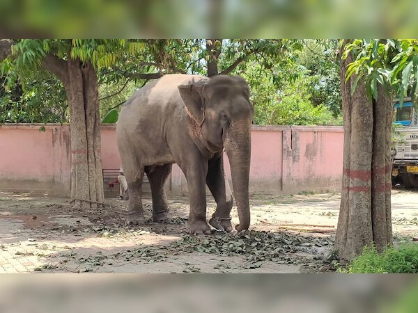 वाराणसी में एक हाथी पर दर्ज है कत्ल का केस, 10 महीनों से कर रहा रिहाई का इंतजार