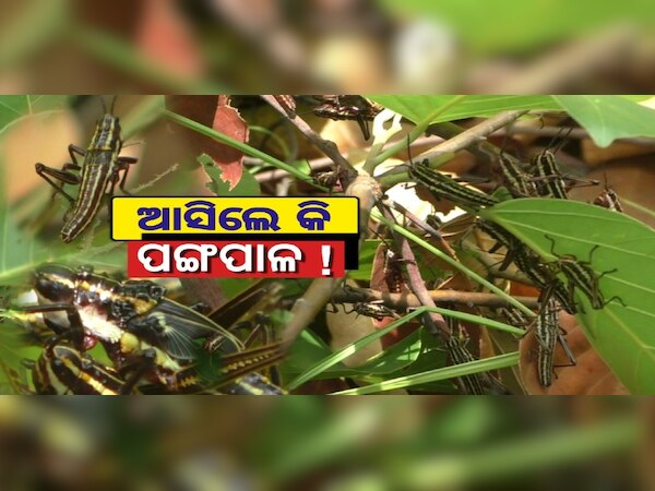 ବୌଦ୍ଧକୁ ଆସିଲେ କି ପଙ୍ଗପାଳ ! ଚିନ୍ତାରେ ପତ୍ର ତୋଳାଳି ଓ ଚାଷୀକୂଳ 