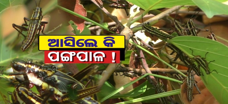 ବୌଦ୍ଧକୁ ଆସିଲେ କି ପଙ୍ଗପାଳ ! ଚିନ୍ତାରେ ପତ୍ର ତୋଳାଳି ଓ ଚାଷୀକୂଳ ବୌଦ୍ଧକୁ ଆସିଲେ କି ପଙ୍ଗପାଳ ! ଚିନ୍ତାରେ ପତ୍ର ତୋଳାଳି ଓ ଚାଷୀକୂଳ