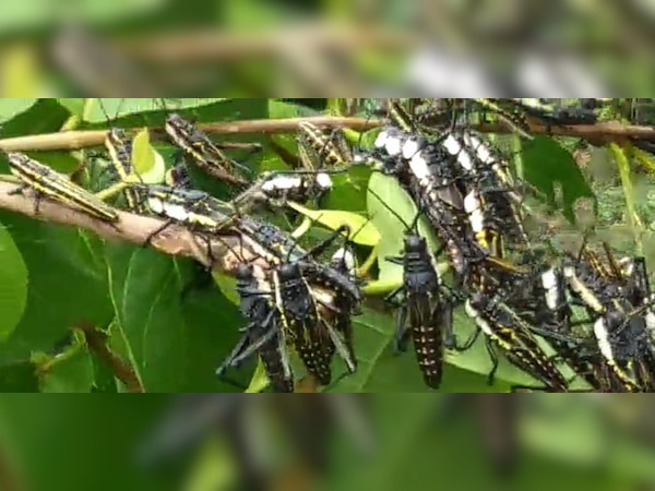 କନ୍ଧମାଳ, ଗଜପତି ସୀମାନ୍ତରେ ଅଜଣା କୀଟର ଆତଙ୍କ