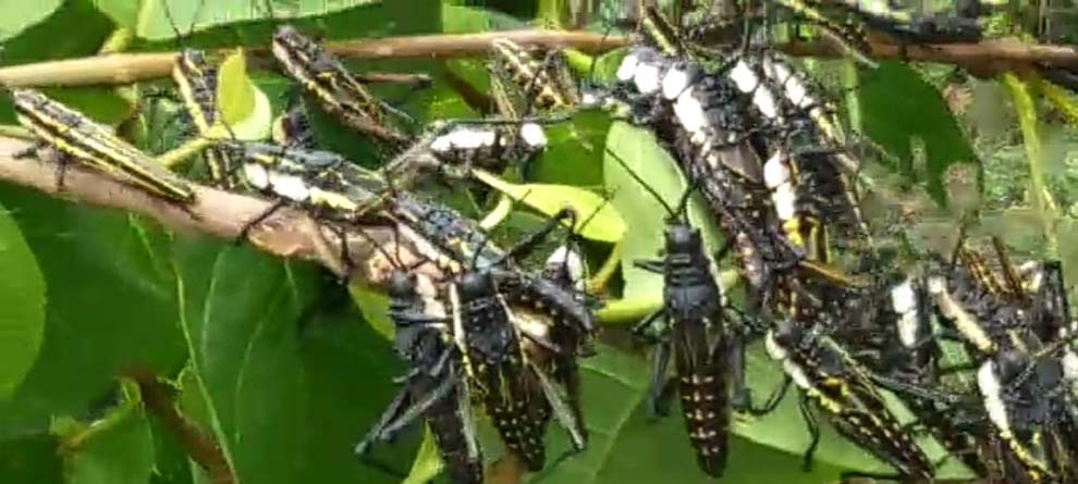 କନ୍ଧମାଳ, ଗଜପତି ସୀମାନ୍ତରେ ଅଜଣା କୀଟର ଆତଙ୍କ କନ୍ଧମାଳ, ଗଜପତି ସୀମାନ୍ତରେ ଅଜଣା କୀଟର ଆତଙ୍କ