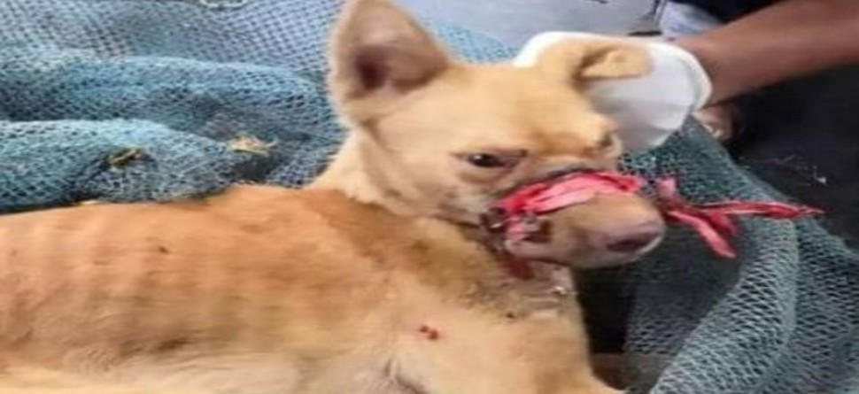 ସୀମା ଟପୁଛି ମଣିଷର ବର୍ବର ମାନସିକତା... ସୀମା ଟପୁଛି ମଣିଷର ବର୍ବର ମାନସିକତା...