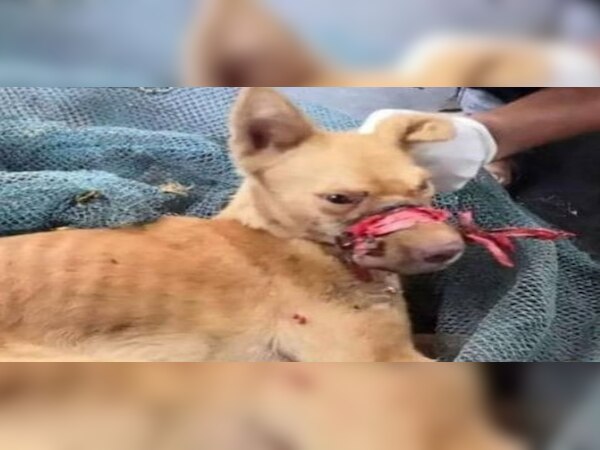 ସୀମା ଟପୁଛି ମଣିଷର ବର୍ବର ମାନସିକତା...  