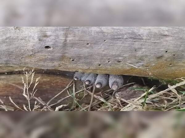 କ'ଣ ଆପଣ କହି ପାରିବେ କି ଏହି ଫଟୋରେ କେଉଁ ପଶୁ ଦେଖାଯାଉଛି ?