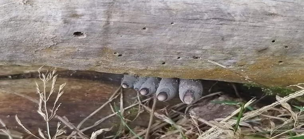 କ'ଣ ଆପଣ କହି ପାରିବେ କି ଏହି ଫଟୋରେ କେଉଁ ପଶୁ ଦେଖାଯାଉଛି ? କ'ଣ ଆପଣ କହି ପାରିବେ କି ଏହି ଫଟୋରେ କେଉଁ ପଶୁ ଦେଖାଯାଉଛି ?