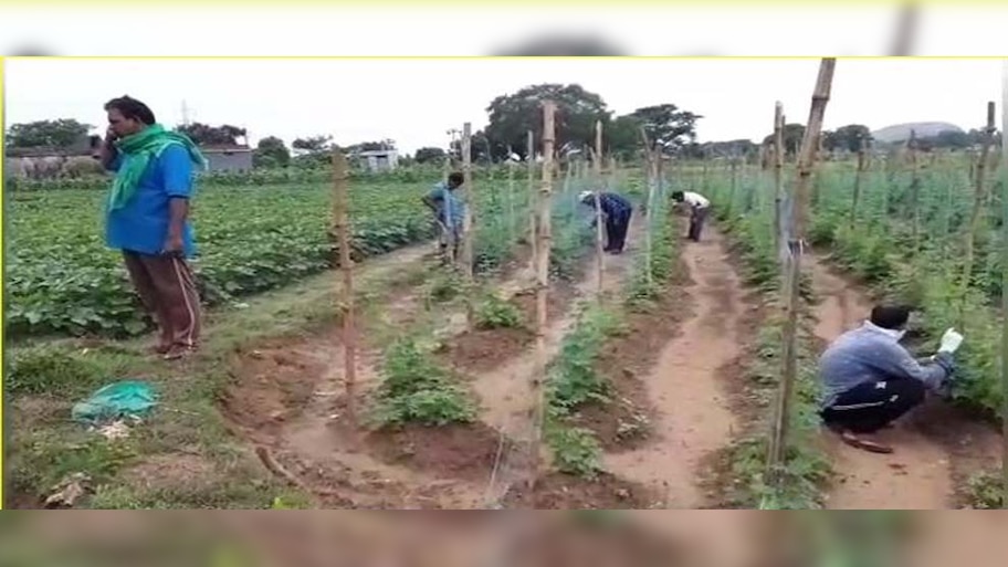 କୋରୋନା ଦେଇଛି ନୂଆ ପରିଚୟ, ଚାଷ ପାଲଟିଛି ଆୟର ପନ୍ଥା