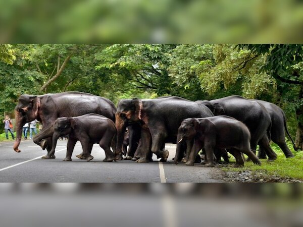 ବଲାଙ୍ଗୀରରେ ହାତୀ ଆକ୍ରମଣରେ ଜଣେ ମୃତ, ଜଣେ ଆହତ 