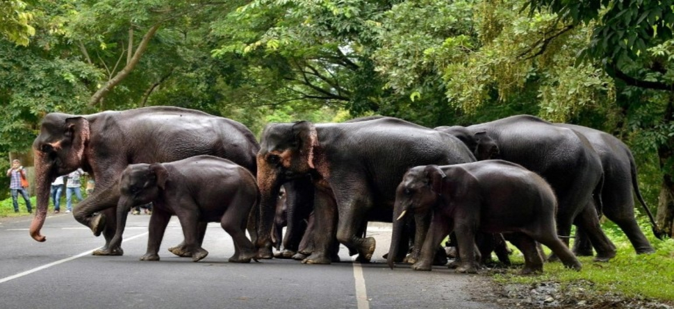 ବଲାଙ୍ଗୀରରେ ହାତୀ ଆକ୍ରମଣରେ ଜଣେ ମୃତ, ଜଣେ ଆହତ ବଲାଙ୍ଗୀରରେ ହାତୀ ଆକ୍ରମଣରେ ଜଣେ ମୃତ, ଜଣେ ଆହତ