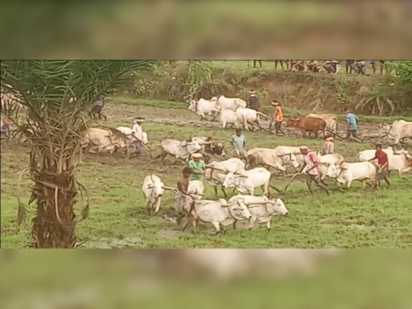 ଫାଇଲ ଫଟୋ