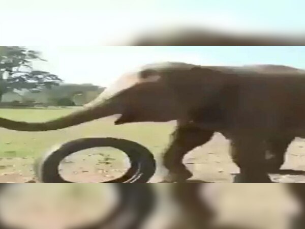 ଭାଇରାଲ ହେଉଛି ହାତୀର ଖେଳ