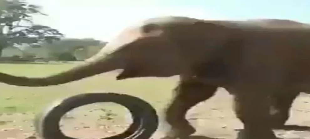 ଭାଇରାଲ ହେଉଛି ହାତୀର ଖେଳ ଭାଇରାଲ ହେଉଛି ହାତୀର ଖେଳ