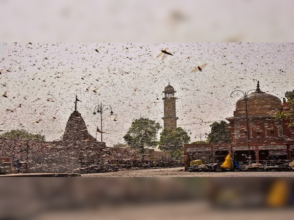ଦିଲ୍ଲୀରେ ପଙ୍ଗପାଳର ବିପଦ, ଶ୍ରମ ମନ୍ତ୍ରୀ ଡାକିଲେ ଜରୁରୀକାଳୀନ ବୈଠକ