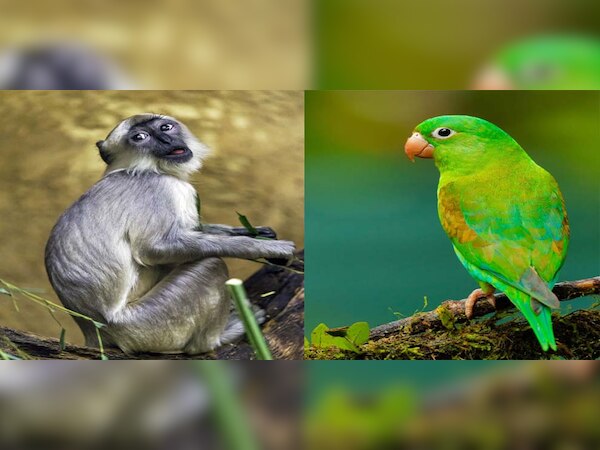 ଏହି ସହରରେ ଶୁଆ ପାଳିଲେ ହେବ ଜେଲ...