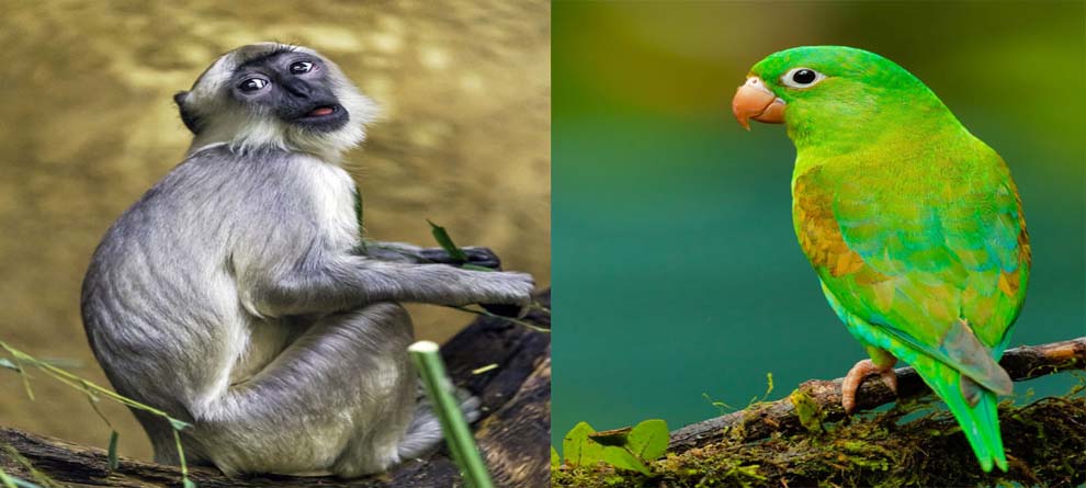 ଏହି ସହରରେ ଶୁଆ ପାଳିଲେ ହେବ ଜେଲ... ଏହି ସହରରେ ଶୁଆ ପାଳିଲେ ହେବ ଜେଲ...