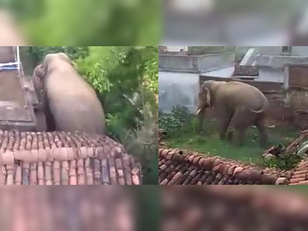 ସମ୍ବଲପୁରରେ ହାତୀ ଉତ୍ପାତ, ବନବିଭାଗ ନିରବଦ୍ରଷ୍ଟା