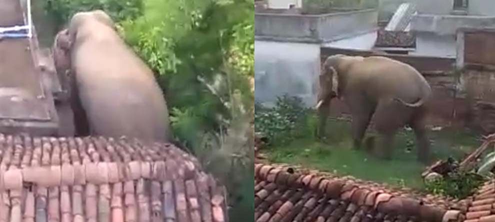 ସମ୍ବଲପୁରରେ ହାତୀ ଉତ୍ପାତ, ବନବିଭାଗ ନିରବଦ୍ରଷ୍ଟା ସମ୍ବଲପୁରରେ ହାତୀ ଉତ୍ପାତ, ବନବିଭାଗ ନିରବଦ୍ରଷ୍ଟା