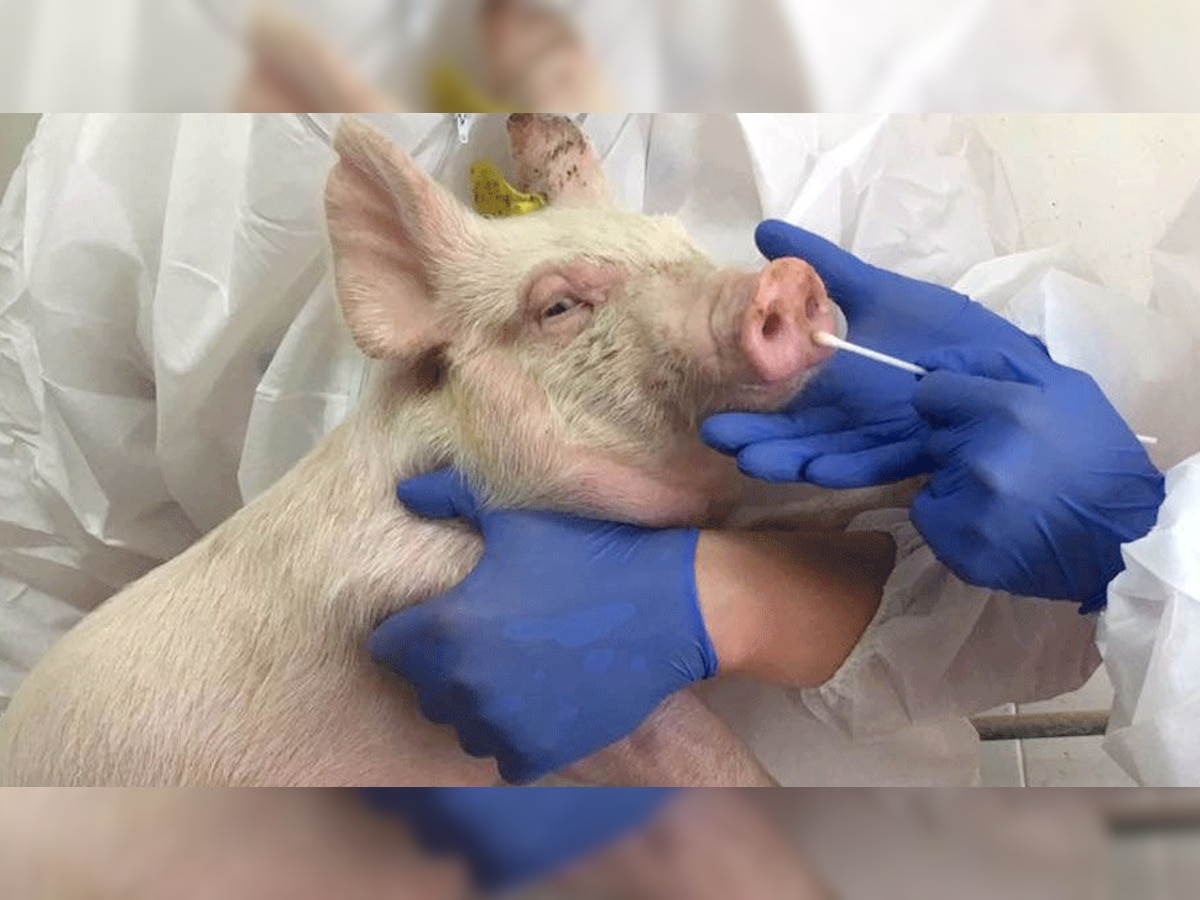 चीनी सुअरों में फिर मिला नया वायरस, वैज्ञानिकों को महामारी फैलने का डर