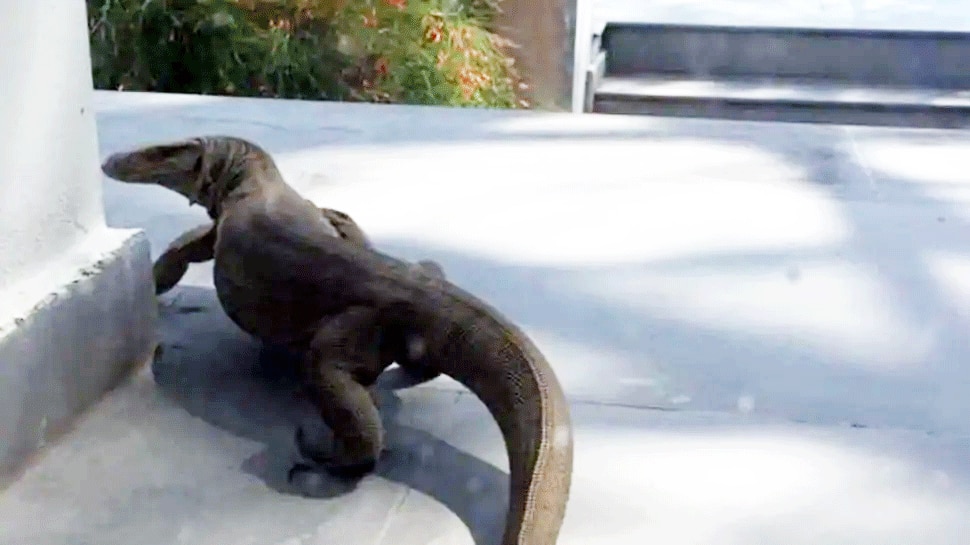 Huge monitor lizard seen in Delhi's house, photo went viral दिल्ली के घर में दिखी विशाल मॉनिटर