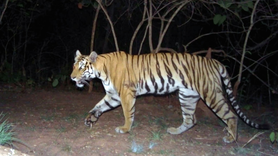 भारत में बाघों की संख्या हुई दोगुनी
