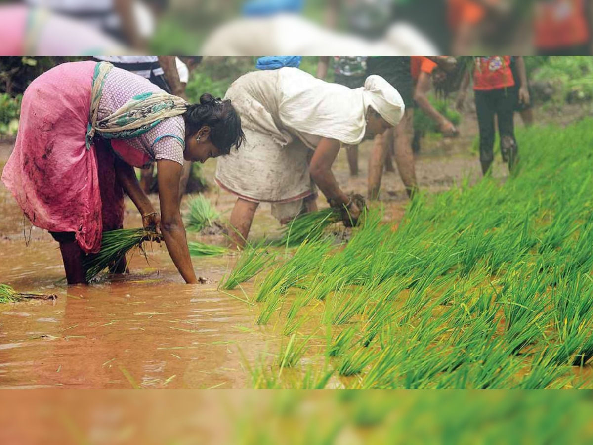 मौसम विशेषग्य ने किसानों को इस बार अच्छी बारिश के कारण 31 जुलाई तक रोपाई का काम खत्म करने की सलाह दी है.(फाइल फोटो) 