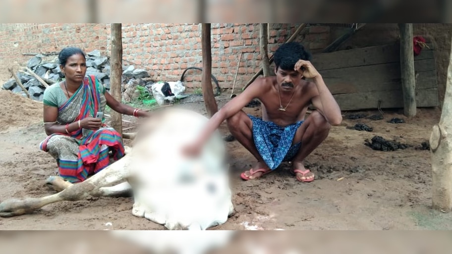 ଗୋରୁ ଗାଈଙ୍କୁ ଅଜଣା ରୋଗ, ୫ ଦିନରେ ଗଲାଣି ୮ ବଳଦଙ୍କ ଜୀବନ