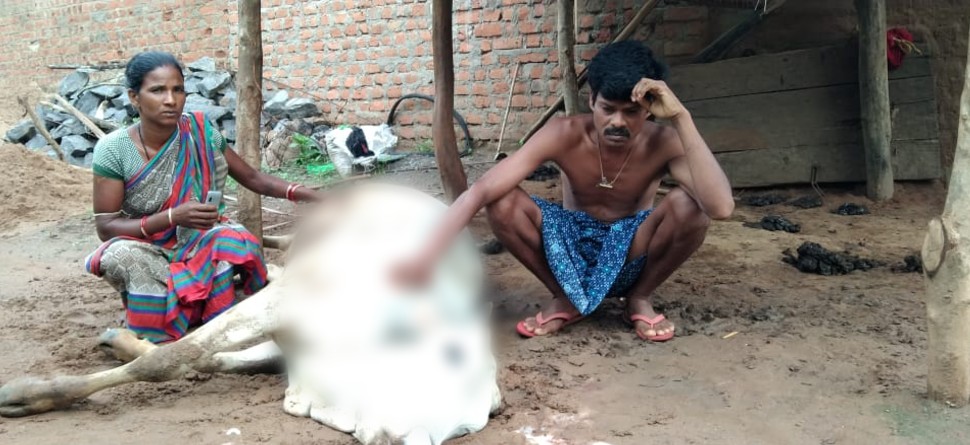 ଗୋରୁ ଗାଈଙ୍କୁ ଅଜଣା ରୋଗ, ୫ ଦିନରେ ଗଲାଣି ୮ ବଳଦଙ୍କ ଜୀବନ ଗୋରୁ ଗାଈଙ୍କୁ ଅଜଣା ରୋଗ, ୫ ଦିନରେ ଗଲାଣି ୮ ବଳଦଙ୍କ ଜୀବନ