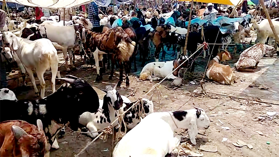 दिल्ली: बकरा मंडी पर गहराया बोहरान, सोशल डिस्टेंसिंग की धज्जियां उड़ने का ख़तरा दिल्ली: बकरा मंडी पर गहराया बोहरान, सोशल डिस्टेंसिंग की धज्जियां उड़ने का ख़तरा