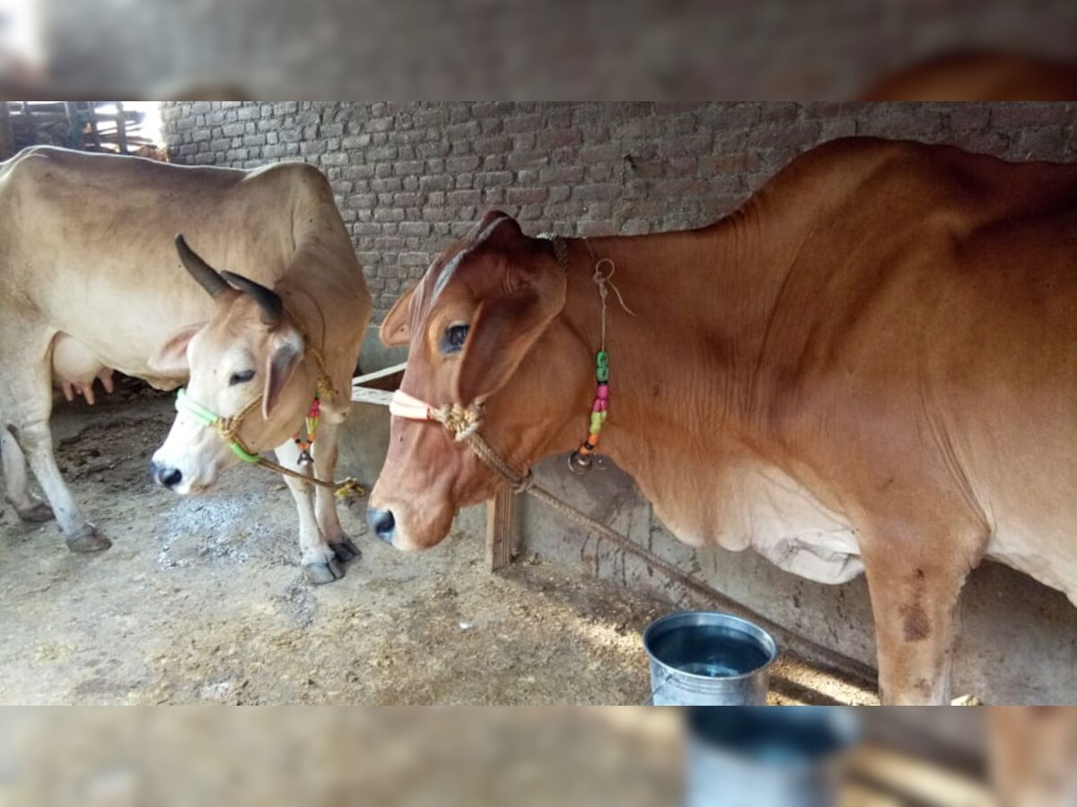 MP: गायों ने वादे के मुताबिक नहीं दिया दूध तो खरीदार ने पुलिस से की विक्रेता की शिकायत