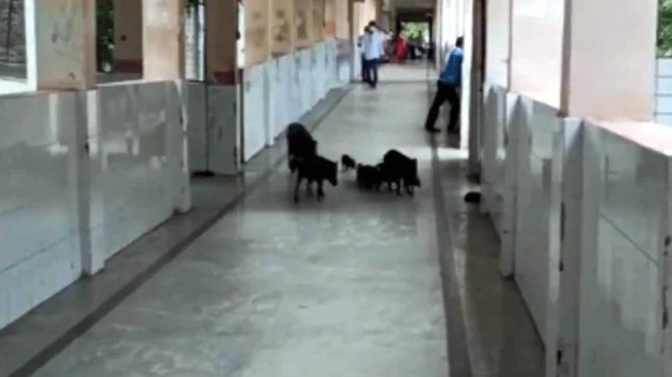 कर्नाटक के कलबुर्गी COVID अस्पताल में घूमते नजर आए सुअर, वीडियो वायरल