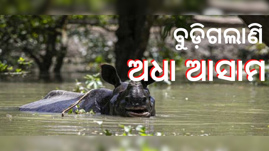 ଆସାମରେ ବନ୍ୟା ବିତ୍ପାତ, ଗଲାଣି ୧୦୦ରୁ ଊର୍ଦ୍ଧ୍ୱ ପଶୁଙ୍କ ଜୀବନ 