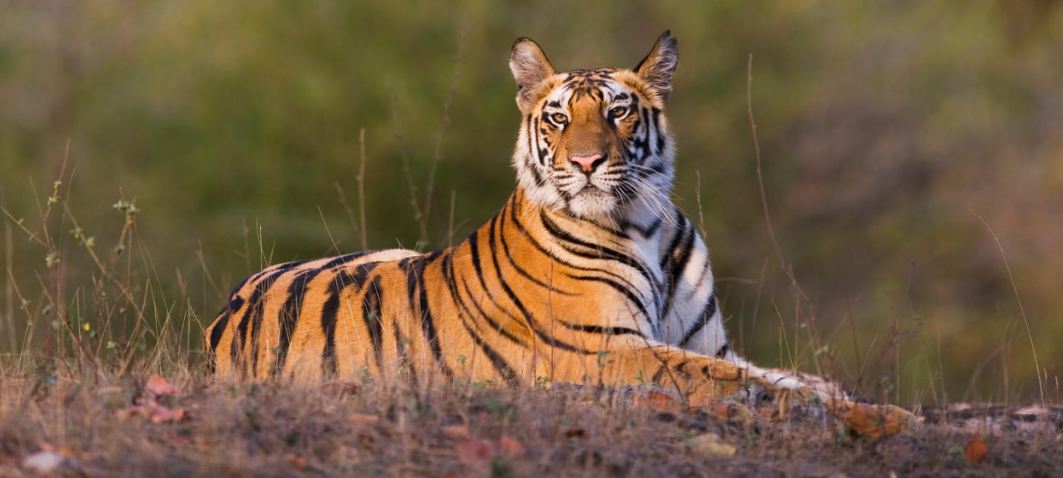 दुनिया भर में 70 फीसदी बाघ भारत में, गिनीज बुक में दर्ज बाघ जनगणना