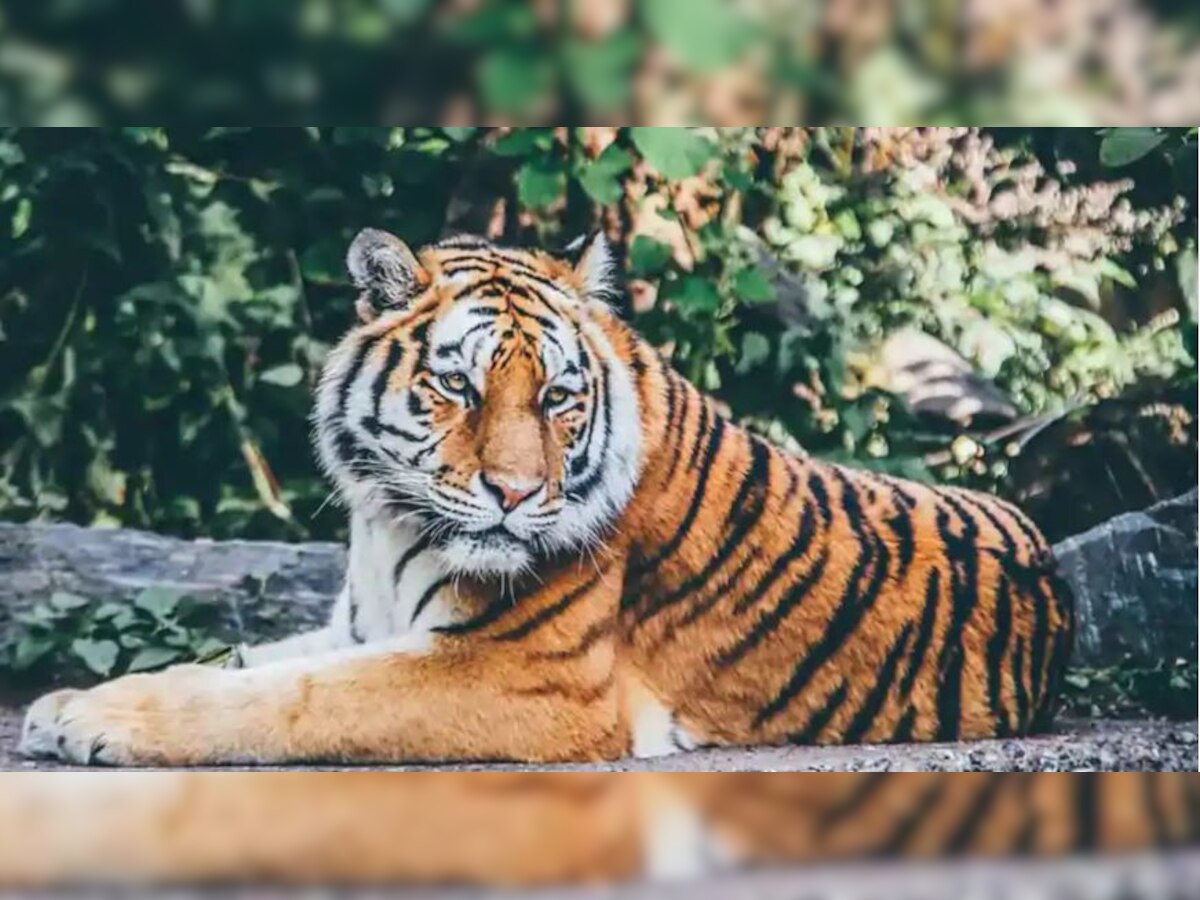 सुशील कुमार मोदी ने कहा कि पिछले साल वाल्मीकि व्याघ्र आरक्ष में 31 बाघ थे और अब आठ शावक भी हैं.