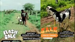 क्या बात है, भोपाल में अब बकरा भी पहुंचा ऑनलाइन !