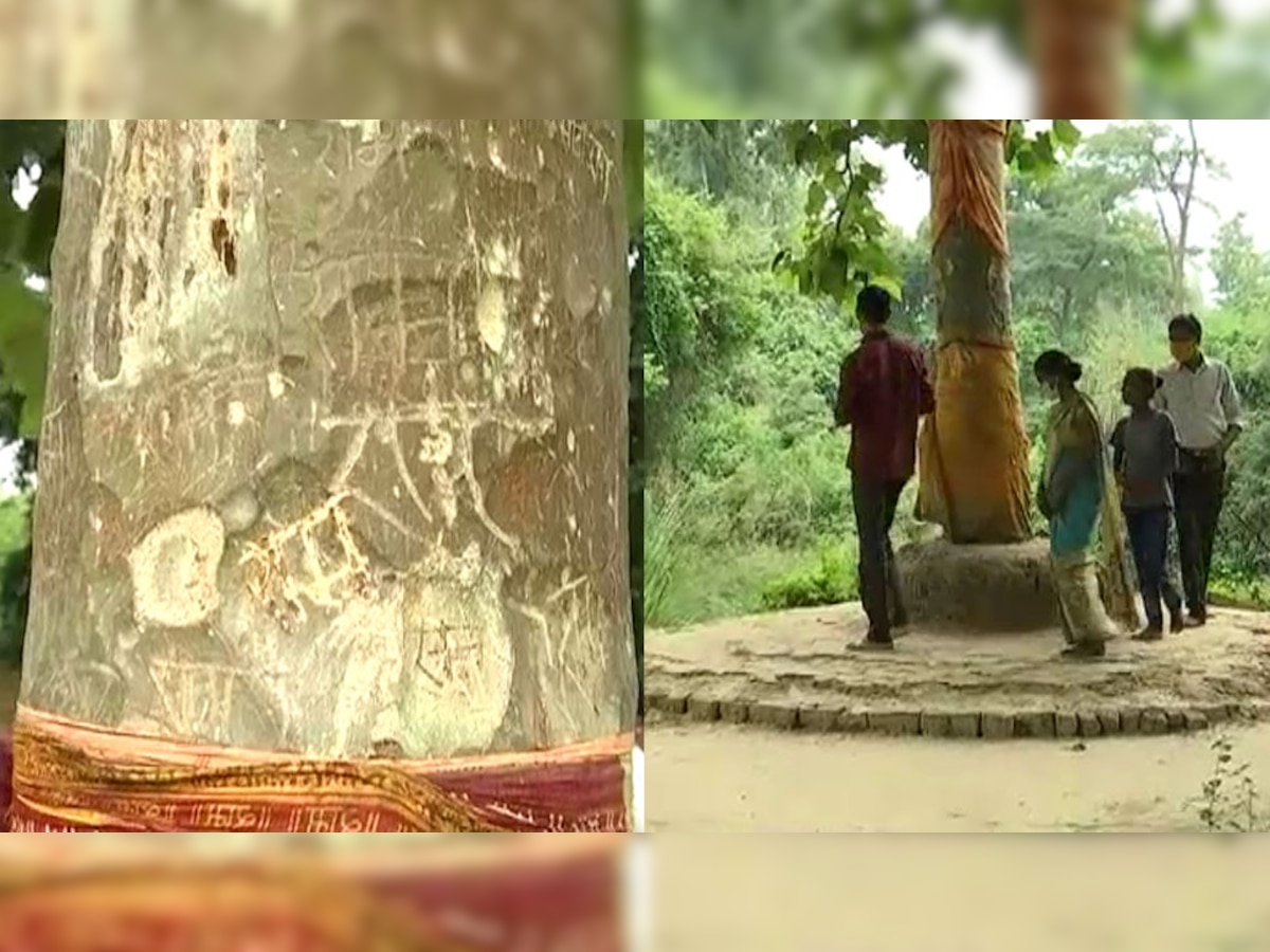 अयोध्या का राम पेड़.