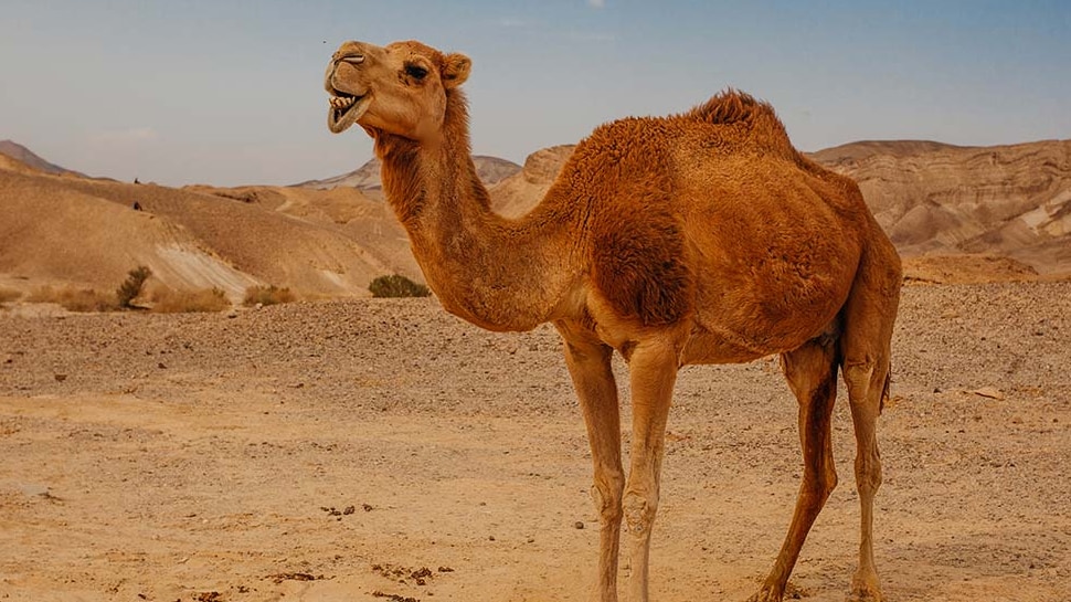 Camel walks over 100 km alone in Gobi desert to reunite with ...