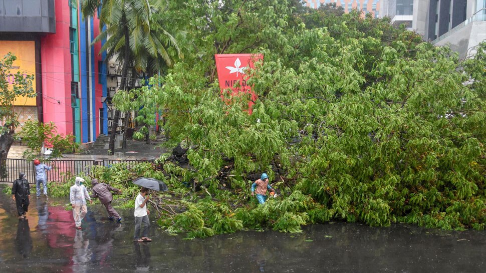 वेस्टर्न एक्सप्रेस हाईवे पर एक पेड़ गिरा A fallen tree on the Western Express highway in Mumbai