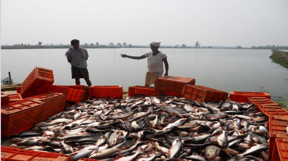 bihar-reaches-fourth-position-in-fish-production-nationwide-317-schemes